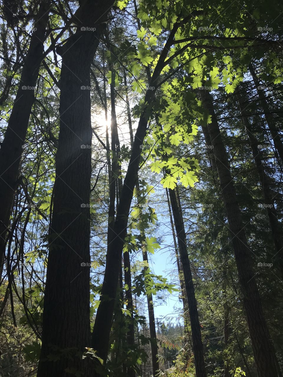 Sun shining through trees. West coast. 
