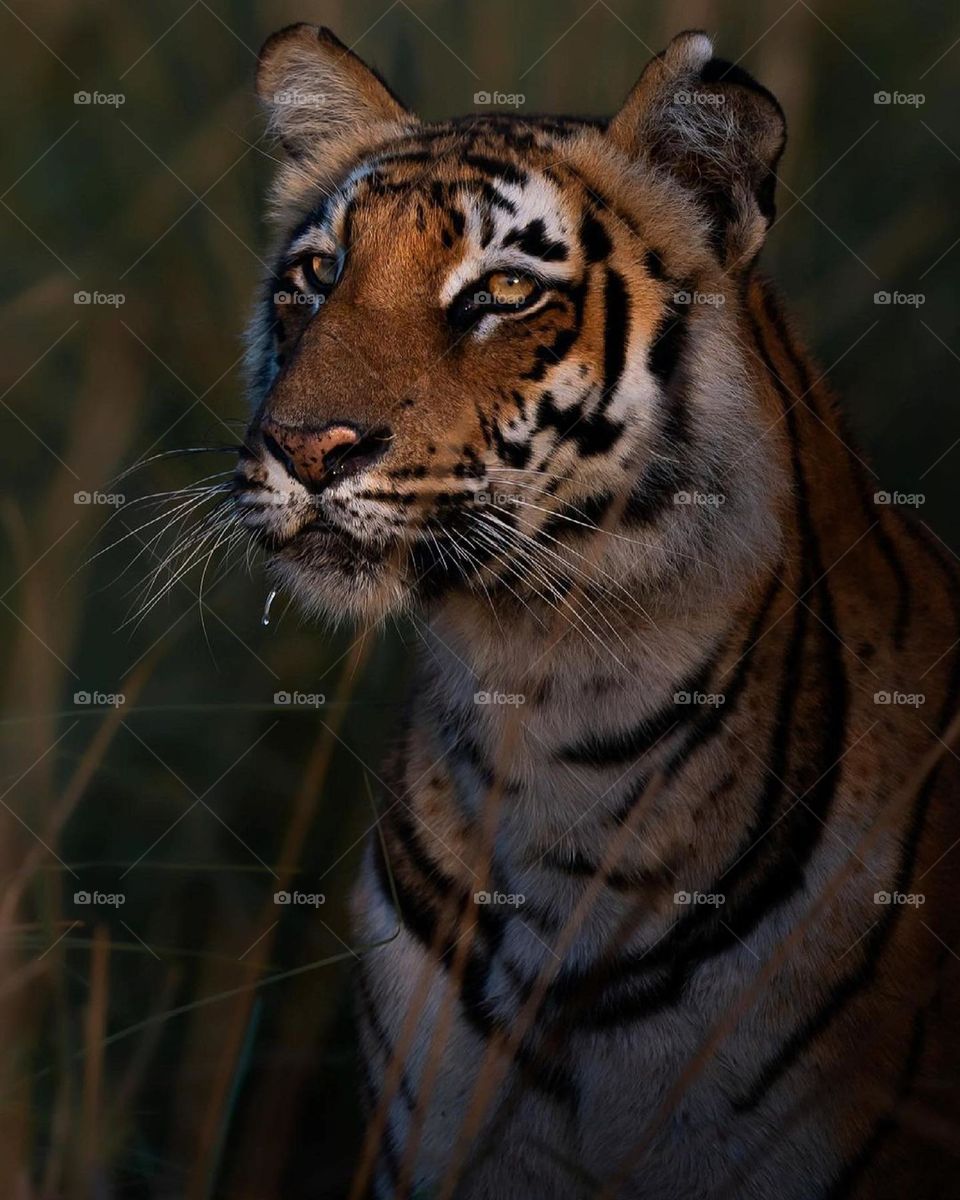 tiger