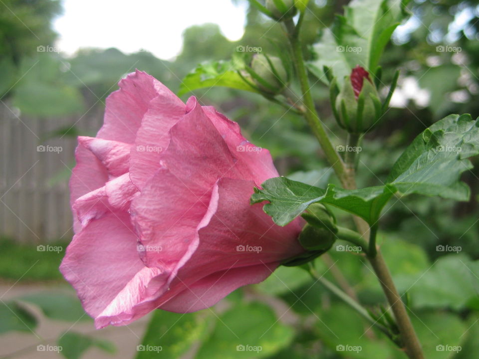 Close-up of a budding and blooming rose of sharon.