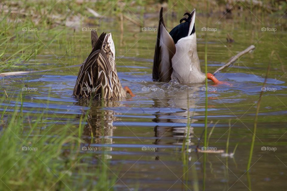 Duck ducking under water in search of food