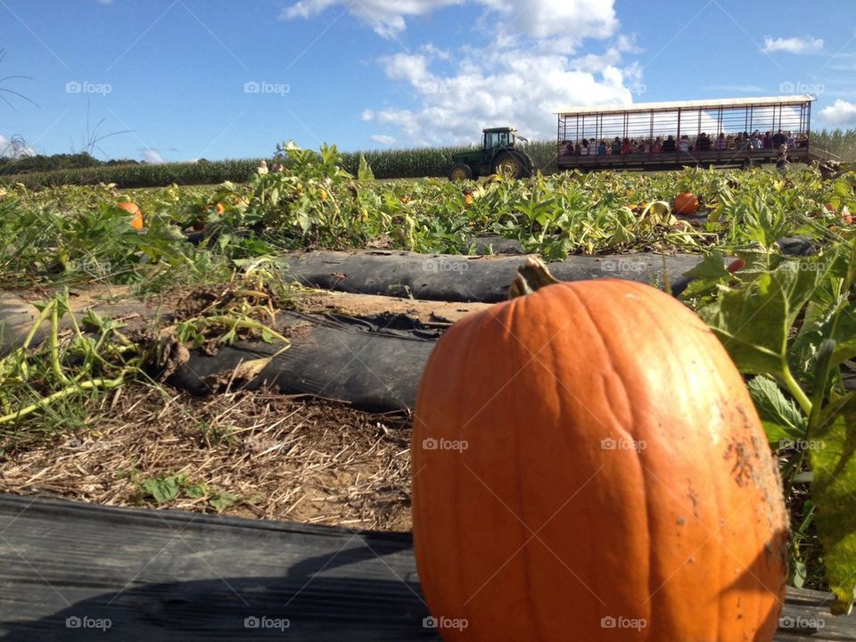 Pumpkin patch