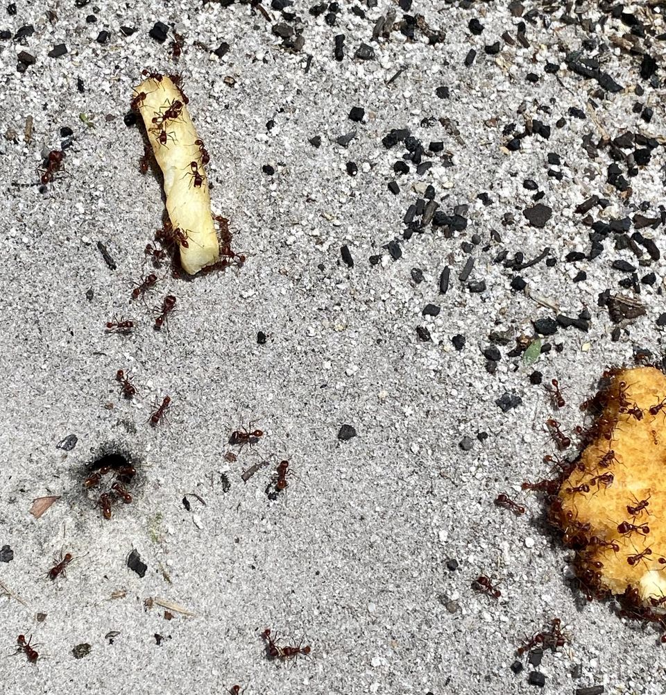 Ready to feast like there is no tomorrow. Ant’s versus McDonald’s French Fry and Chicken Nugget. 