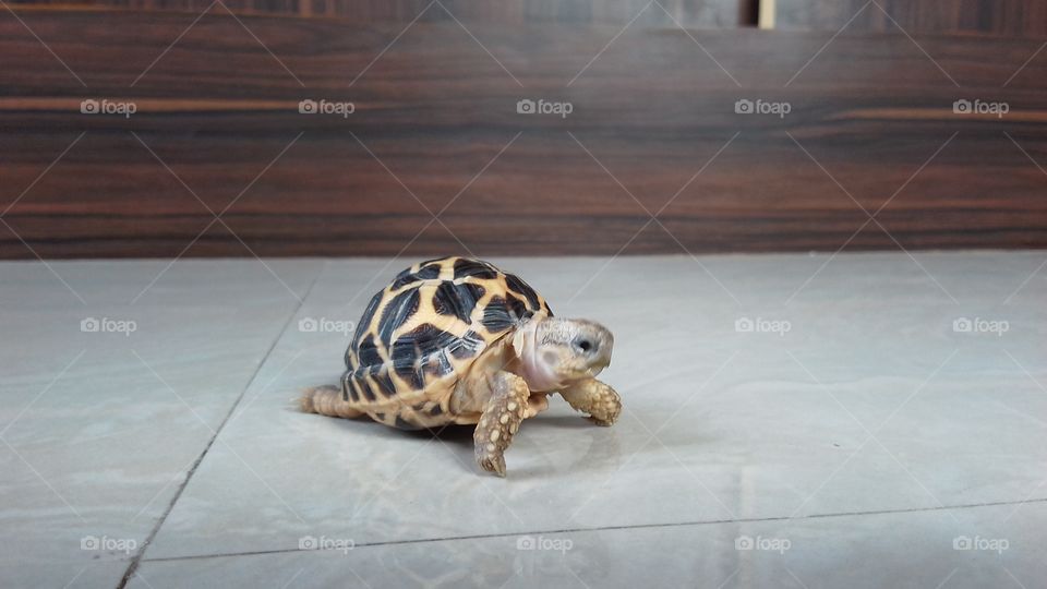 Turtle, No Person, Reptile, Shell, Wildlife