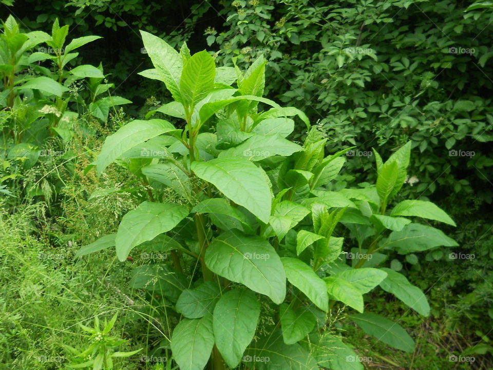 Large leaves