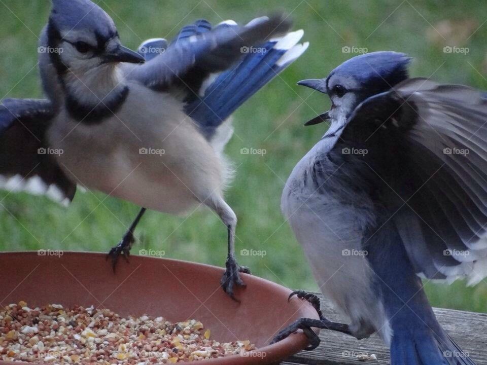 Bird Fight