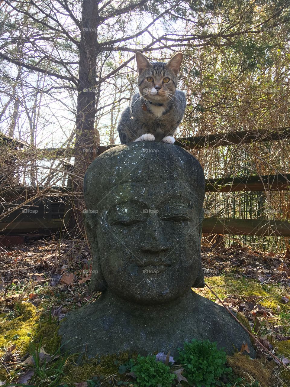 Cat sitting on budda
