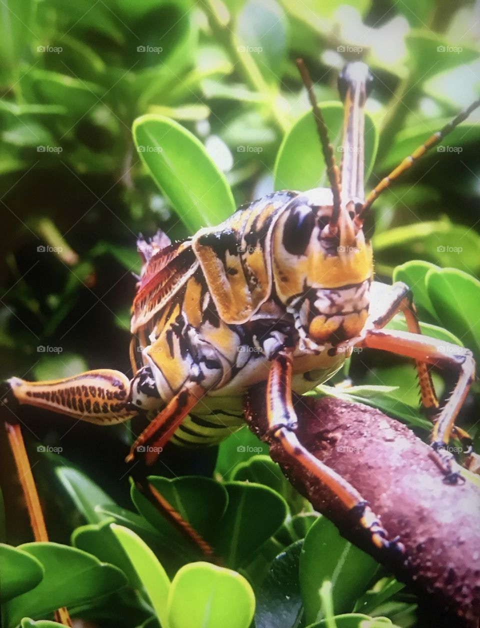 Big cicada on a bush