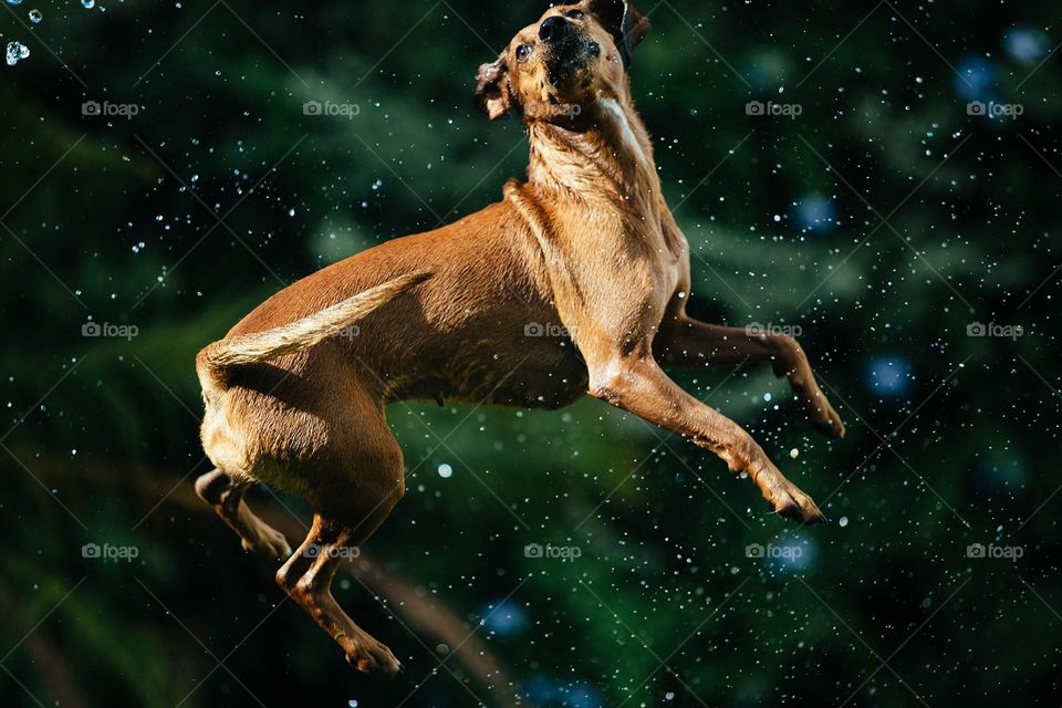 Dog playing with water