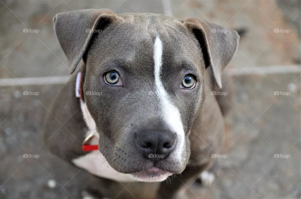 american bully puppy