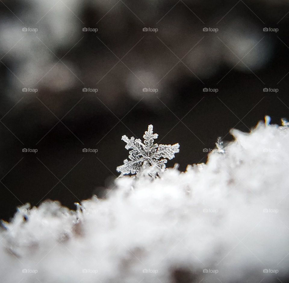 Snowflakes are one of nature's most fragile things, but just look what they can do when they stick together.