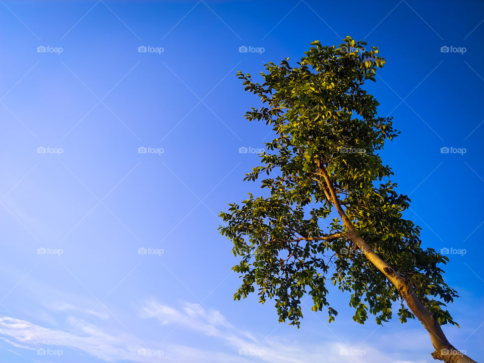 Low angle view of tree against blue sky, Rajasthan India