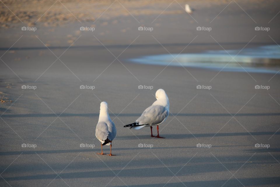 Seagulls at Bondi beach
