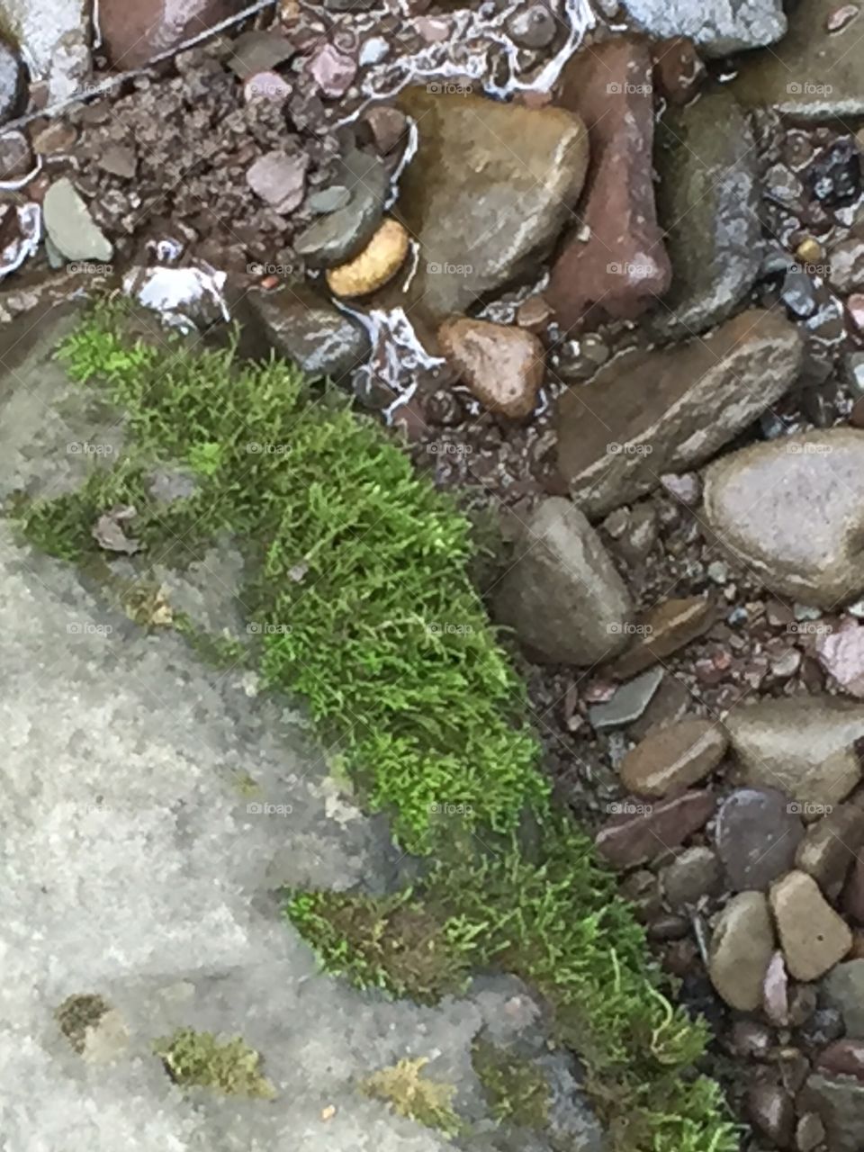 River rocks and moss 