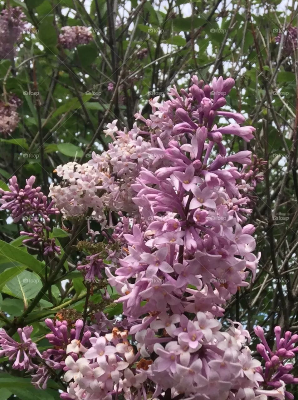 Lilac