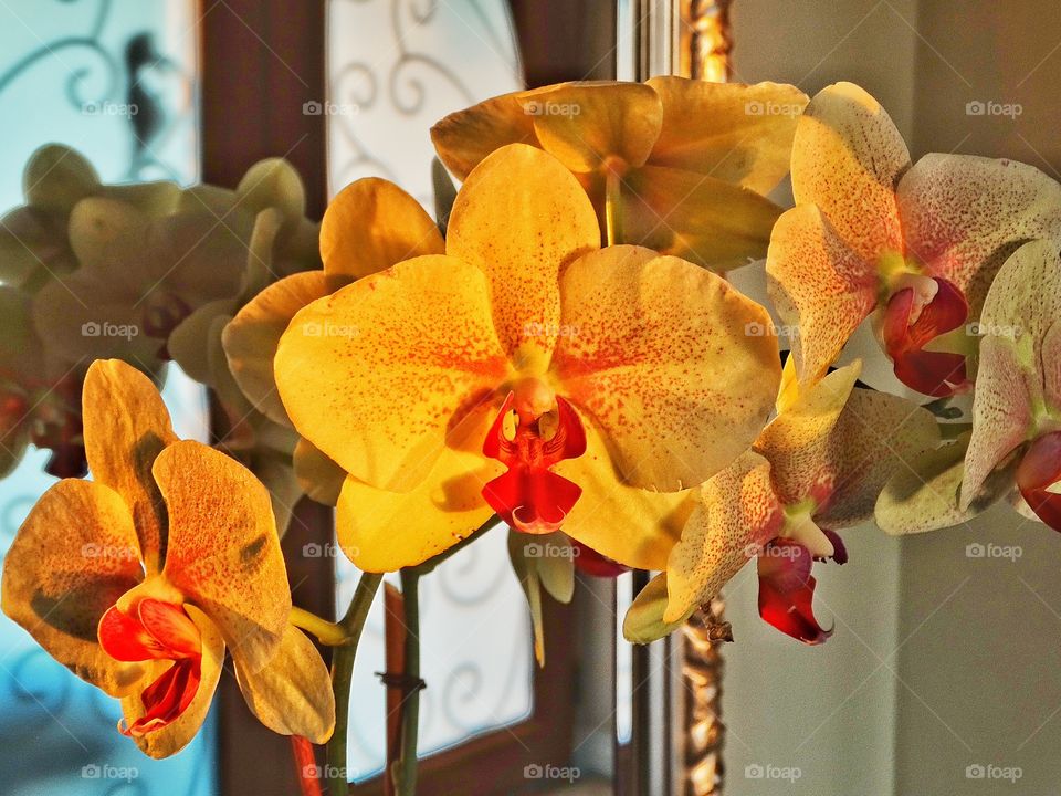 Orange Orchids. Orchids In The Warm Glow Of Twilight
