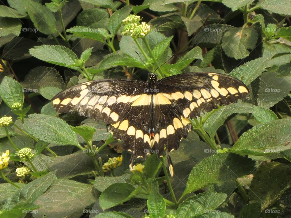 Black and yellow butterfly
