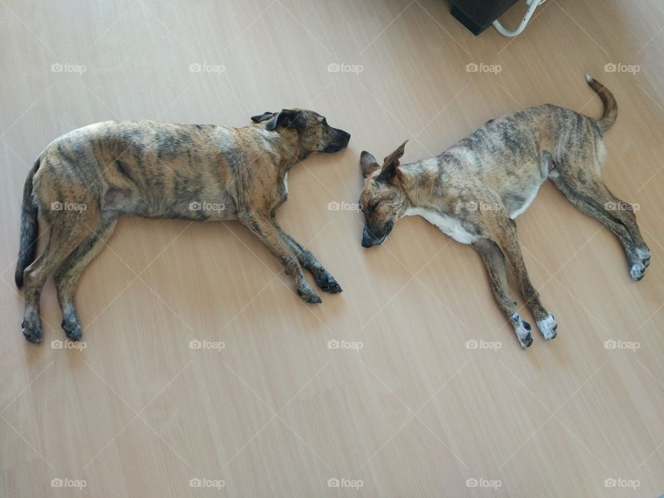 perros en el suelo