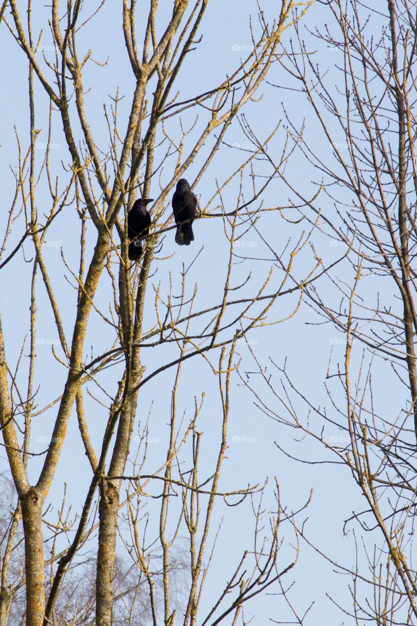 Crows On Tree Branch