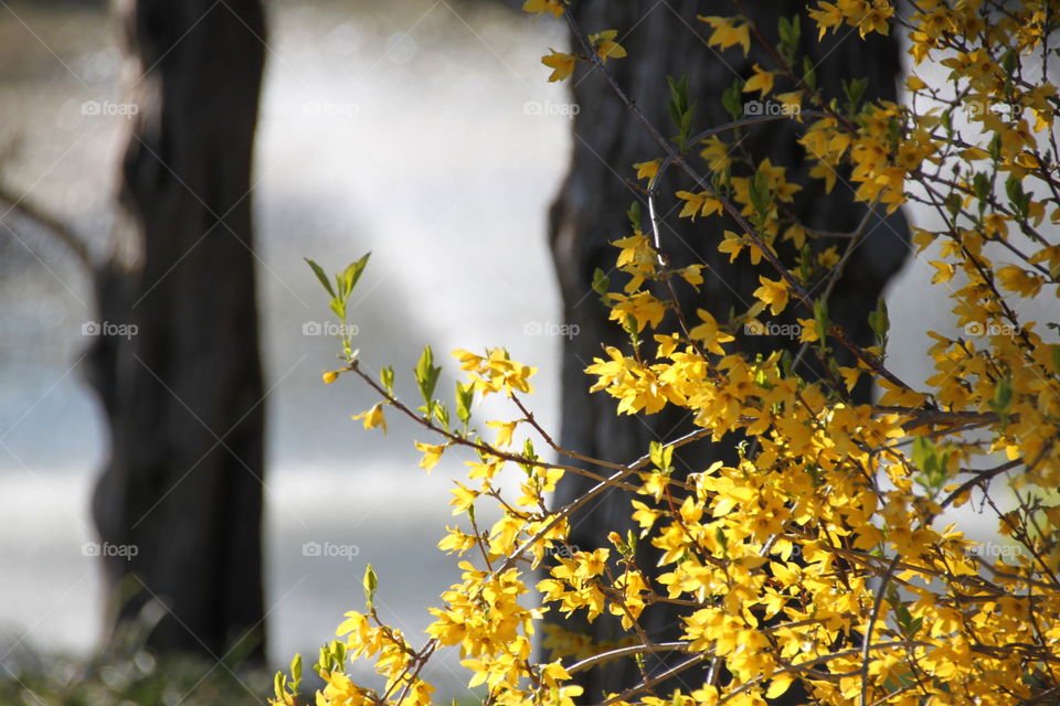 Forsythia 