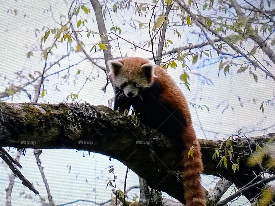 red panga on tree branch