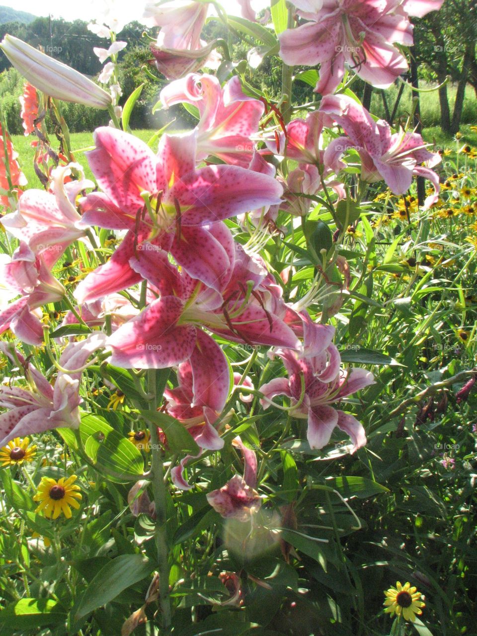 Beautiful backyard flowers, Easter Lily 