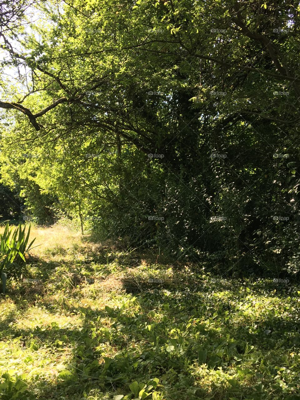 Welcome shadow area in garden 