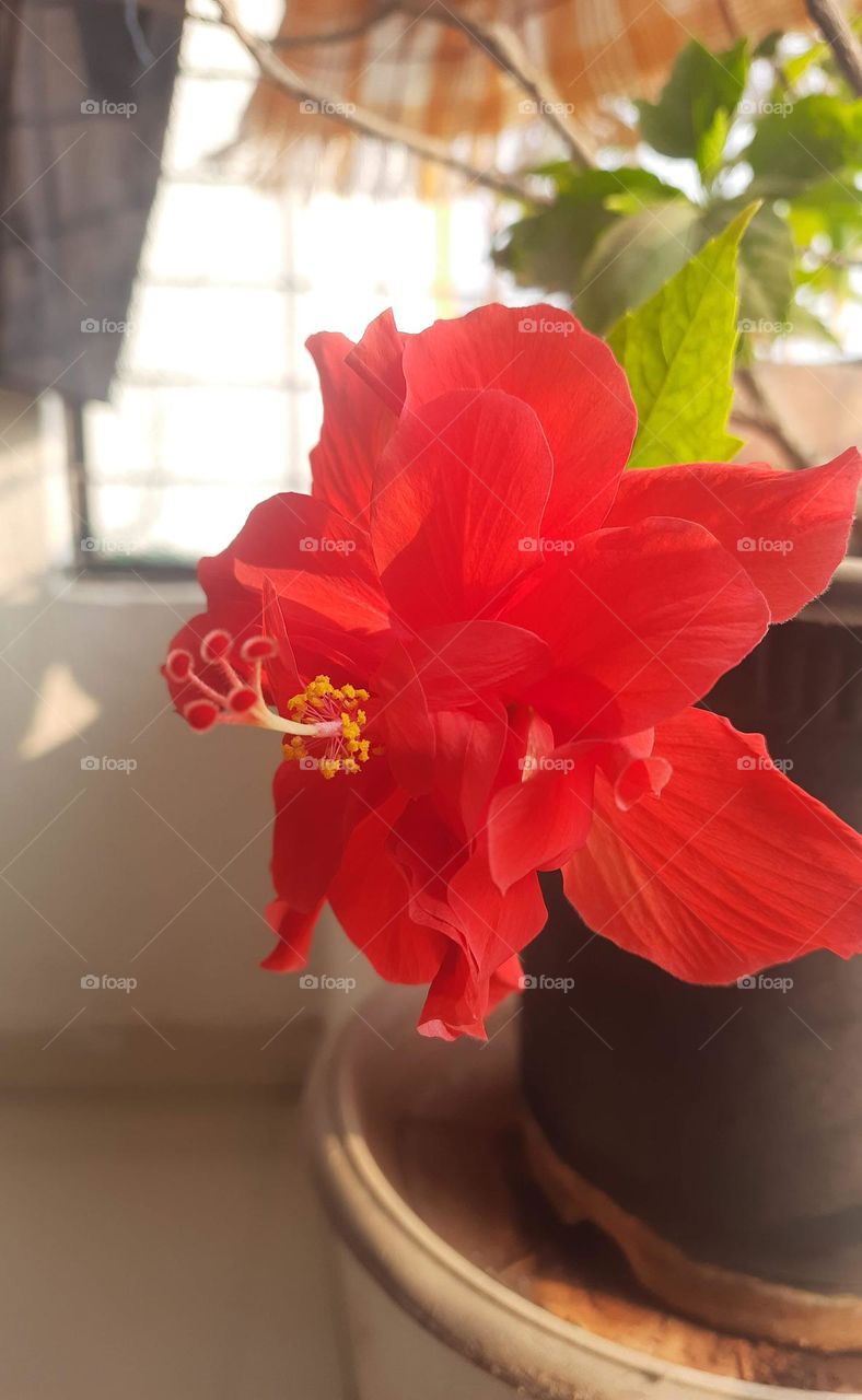 Hibiscus Flower