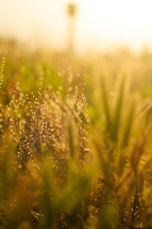Wheat field 