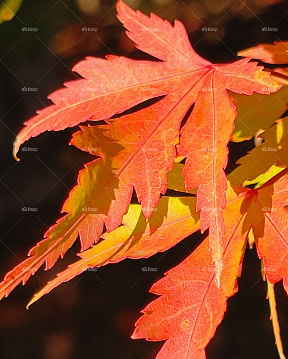 portrait of a plant /Changing leaves