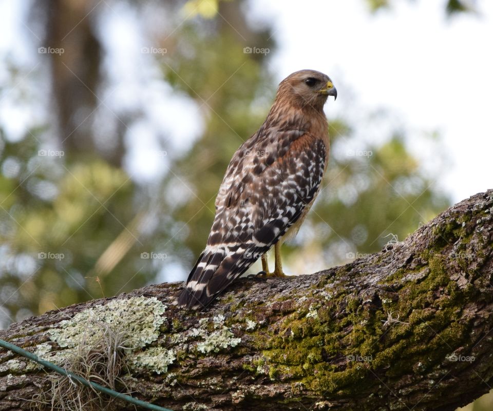 Hawk sitting pretty on the tree branch