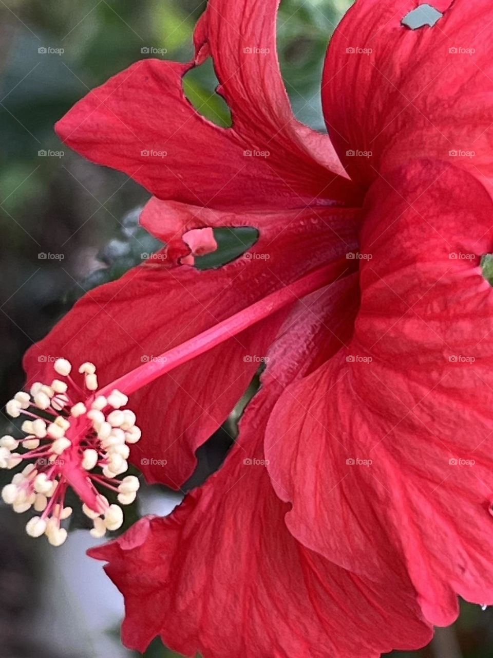 Hibiscus flowers, grown by me @ Nakhonsawan province.