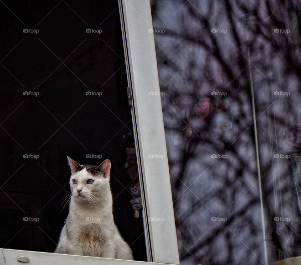 Cat at window