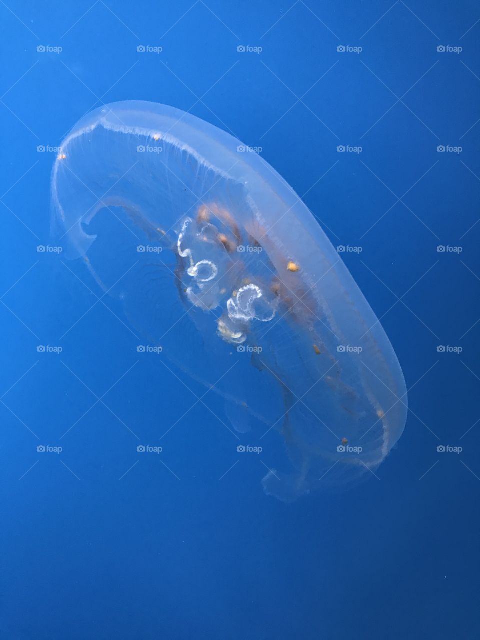 Jelly fish