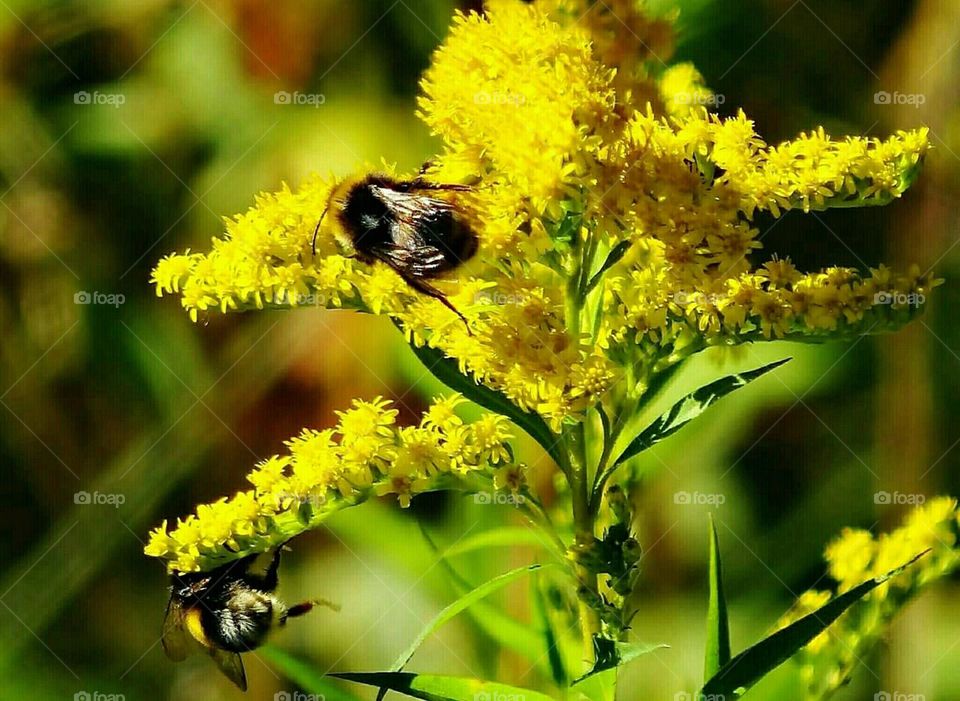 Bees on yellow flower