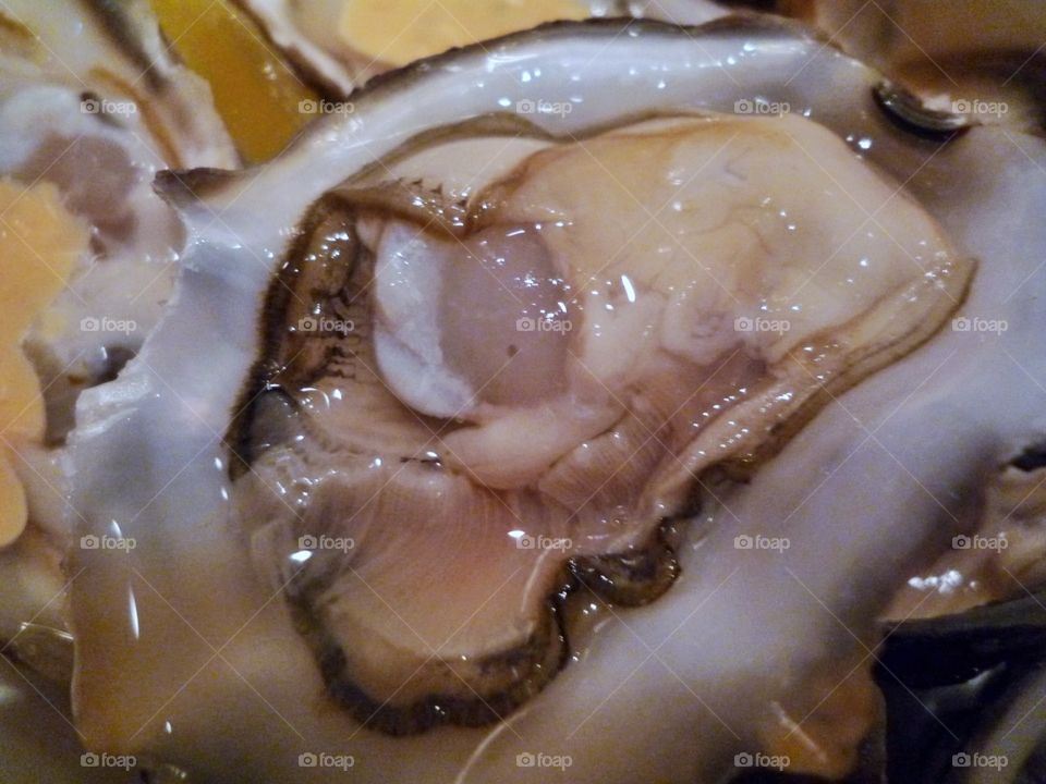 Oyster