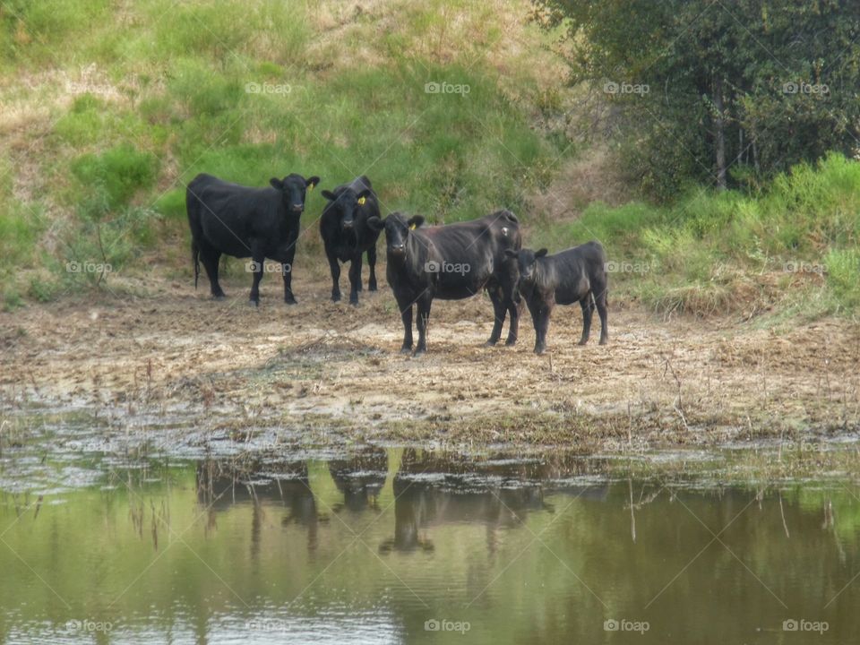 you talking about me. I saw these cows hanging out by the watering hole. 👣 🚶 🏃 🔥 💨