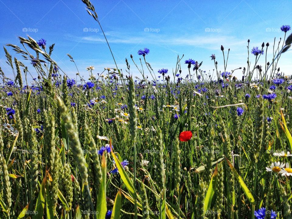 Wheat field during springtime