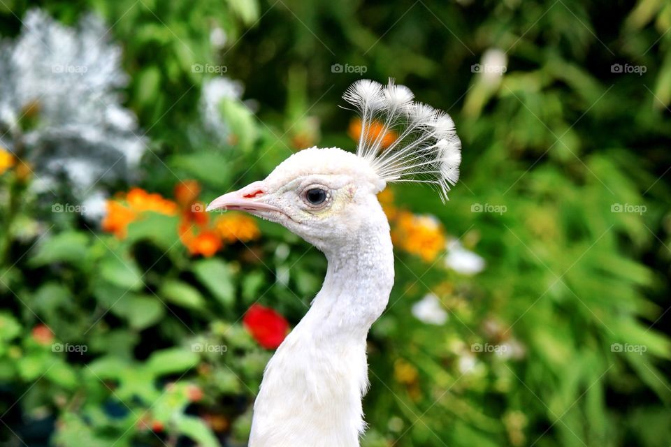 Close-up of white peacock