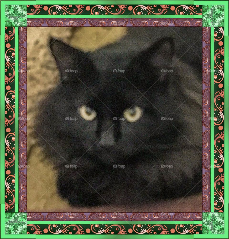 Portrait of a household cat named Susie. This animal is as enchanting and mystifying as she appears.