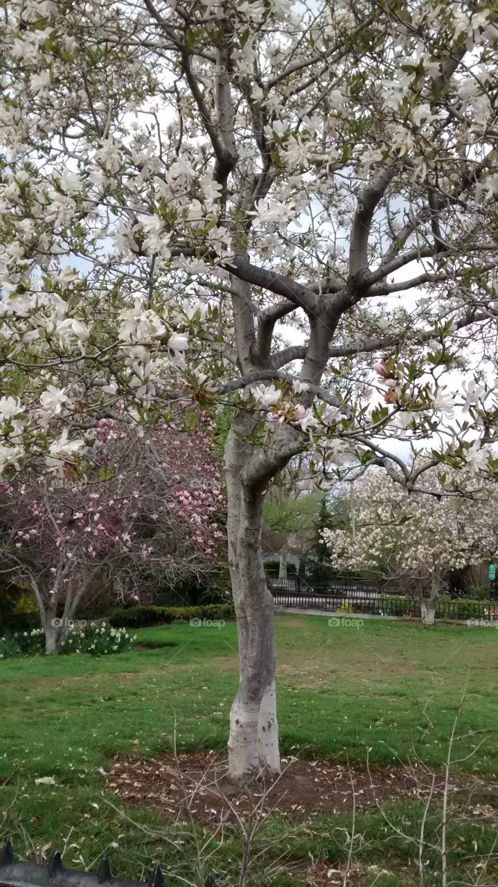 Flowering Trees in NYC Park