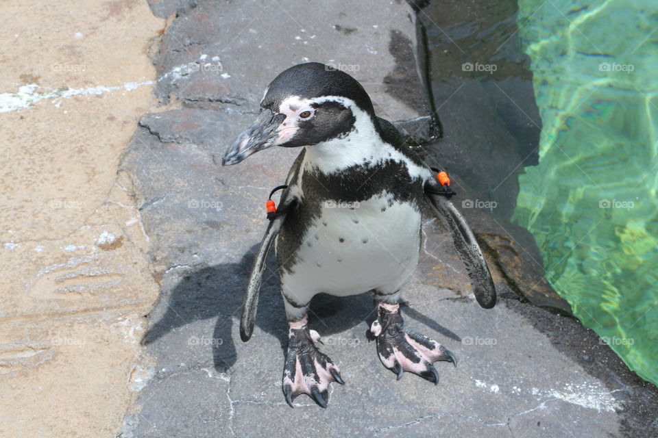 Close-up of penguin