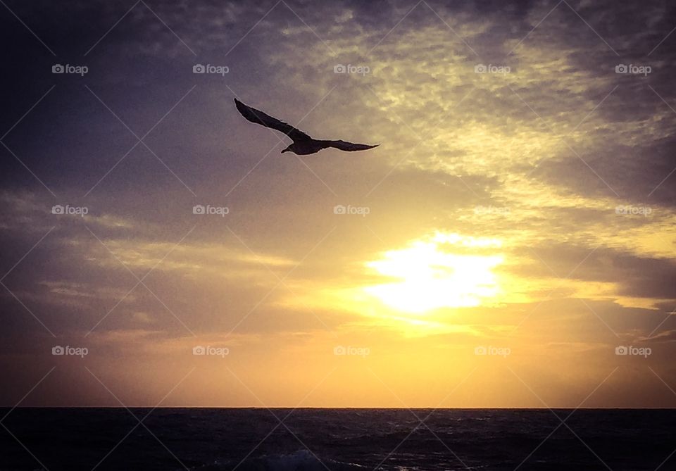 Silhouette of a seagull flying against a beautiful sunrise. 