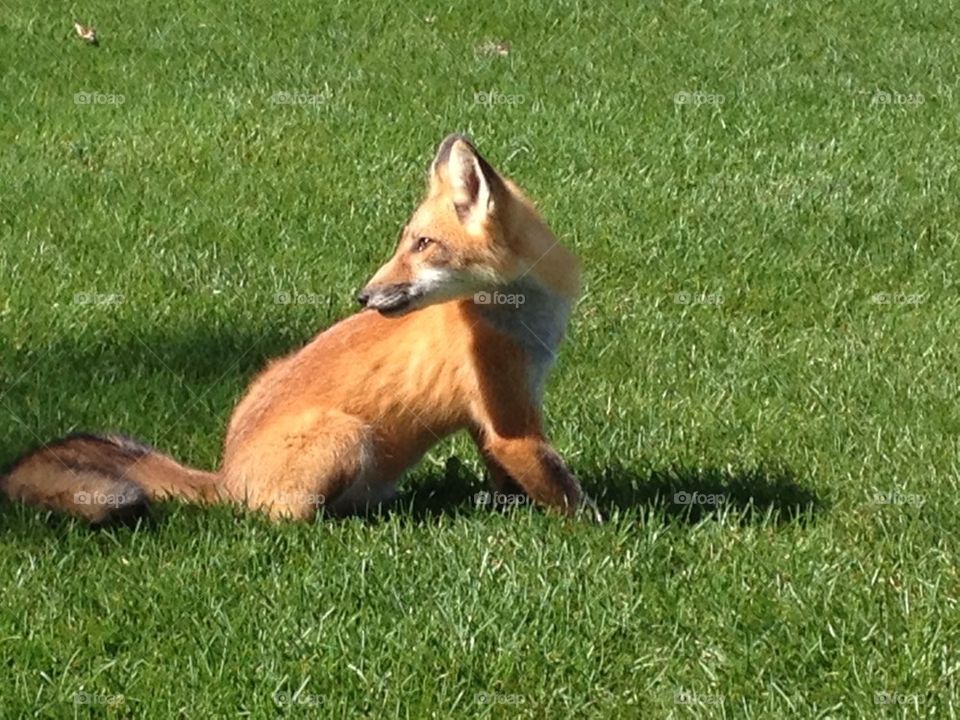 Fox on a golf course - 6