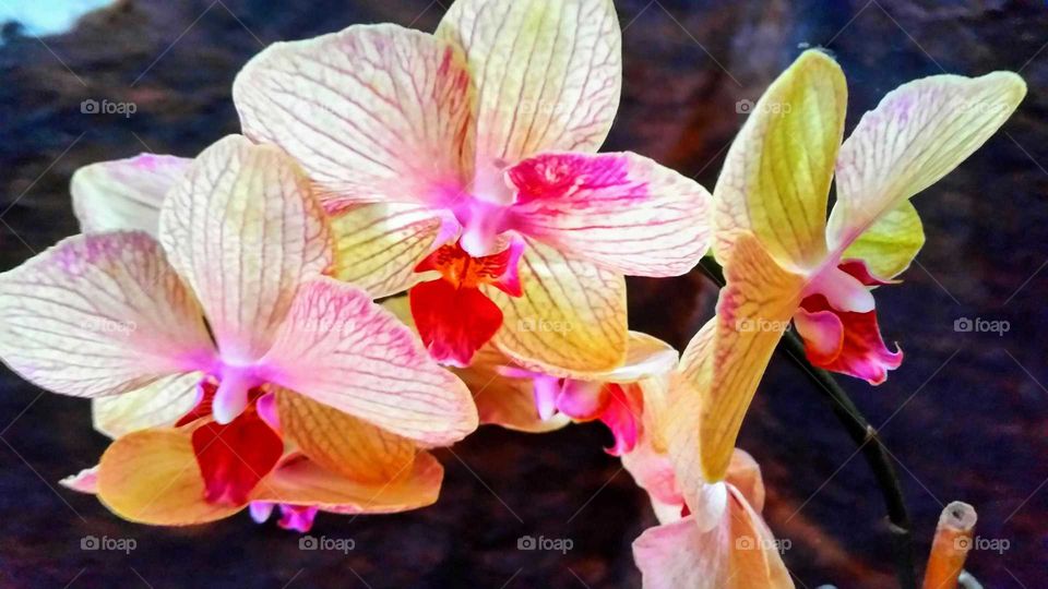 orchids