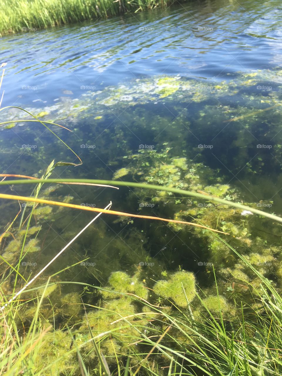 Looking into the depths of a river. The ripples of the tide and the plant life . It looks like the water is sliced and being held by nothing