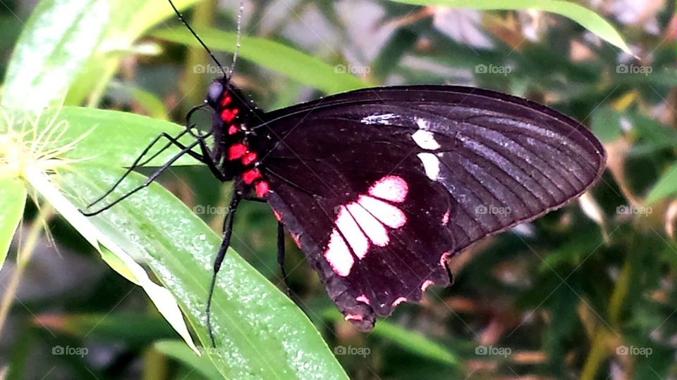 Red close winged Butterfly