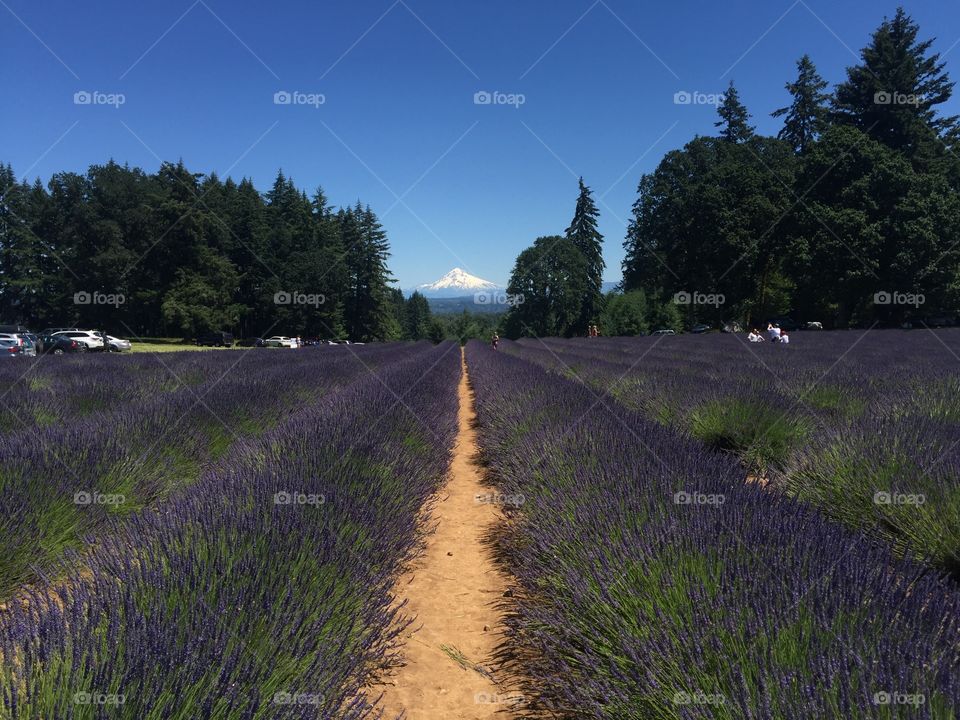 Lavender field 