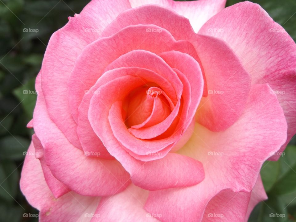 Pink Rose