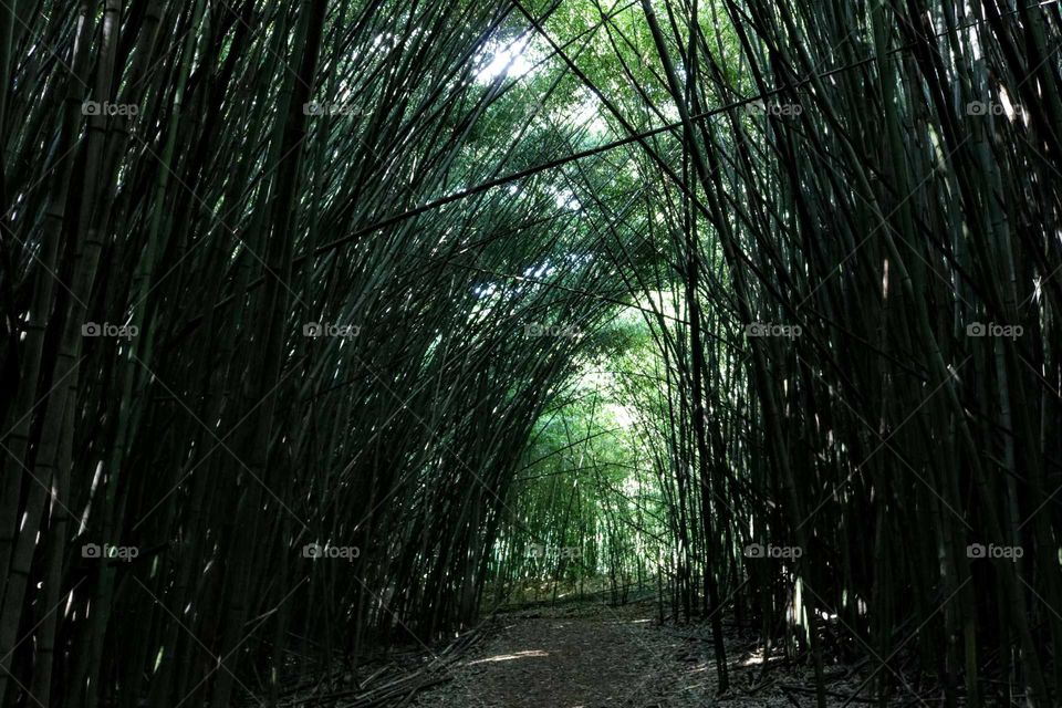Green bamboo