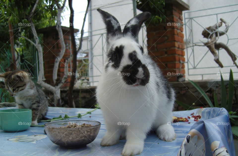 A cute bunny and kitten at the table